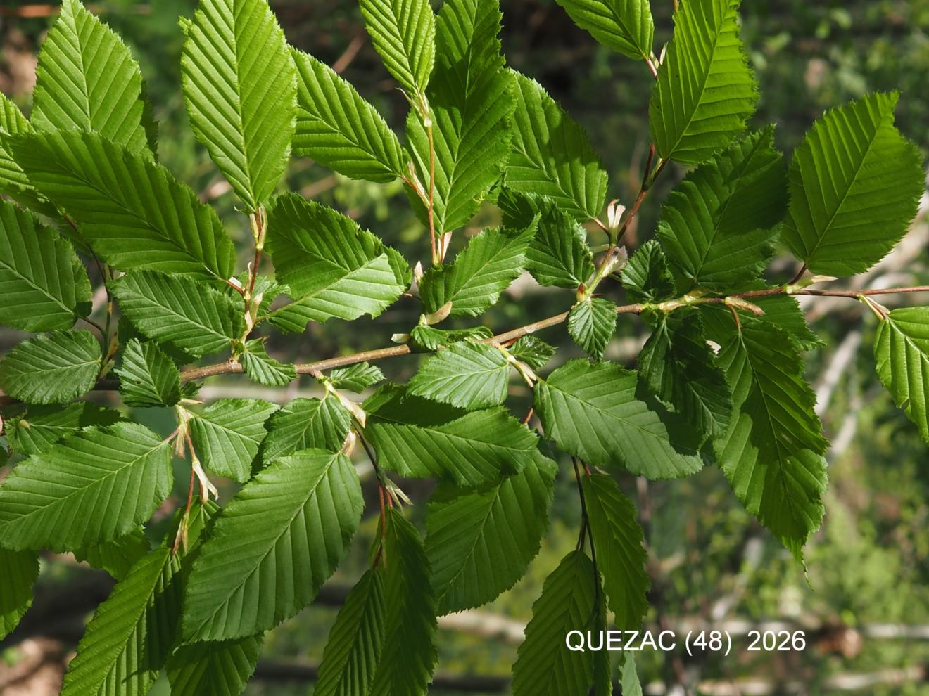 Hornbeam